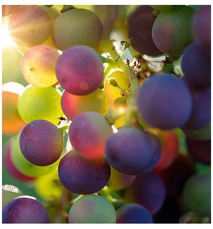 Acondicionador capilar sólido Uvas Frescas 70 g.