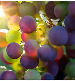 Pack "Cabello Bonito" Uvas Frescas