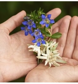 Contorno de Ojos y Labios Redensificante de Genciana Azul y Edelweiss Weleda 10 ml.